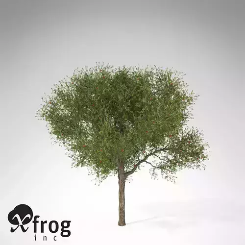 XfrogPlants Strawberry Guava