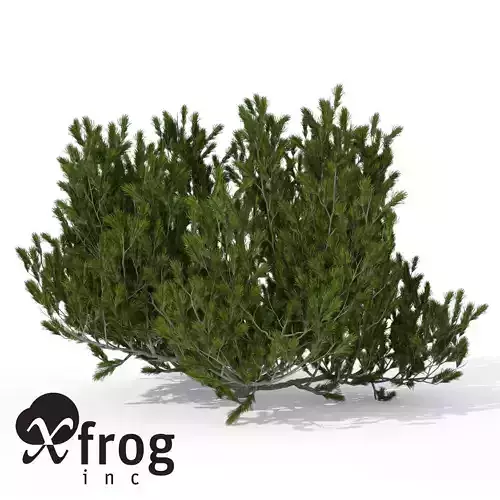 XfrogPlants Mugo Pine