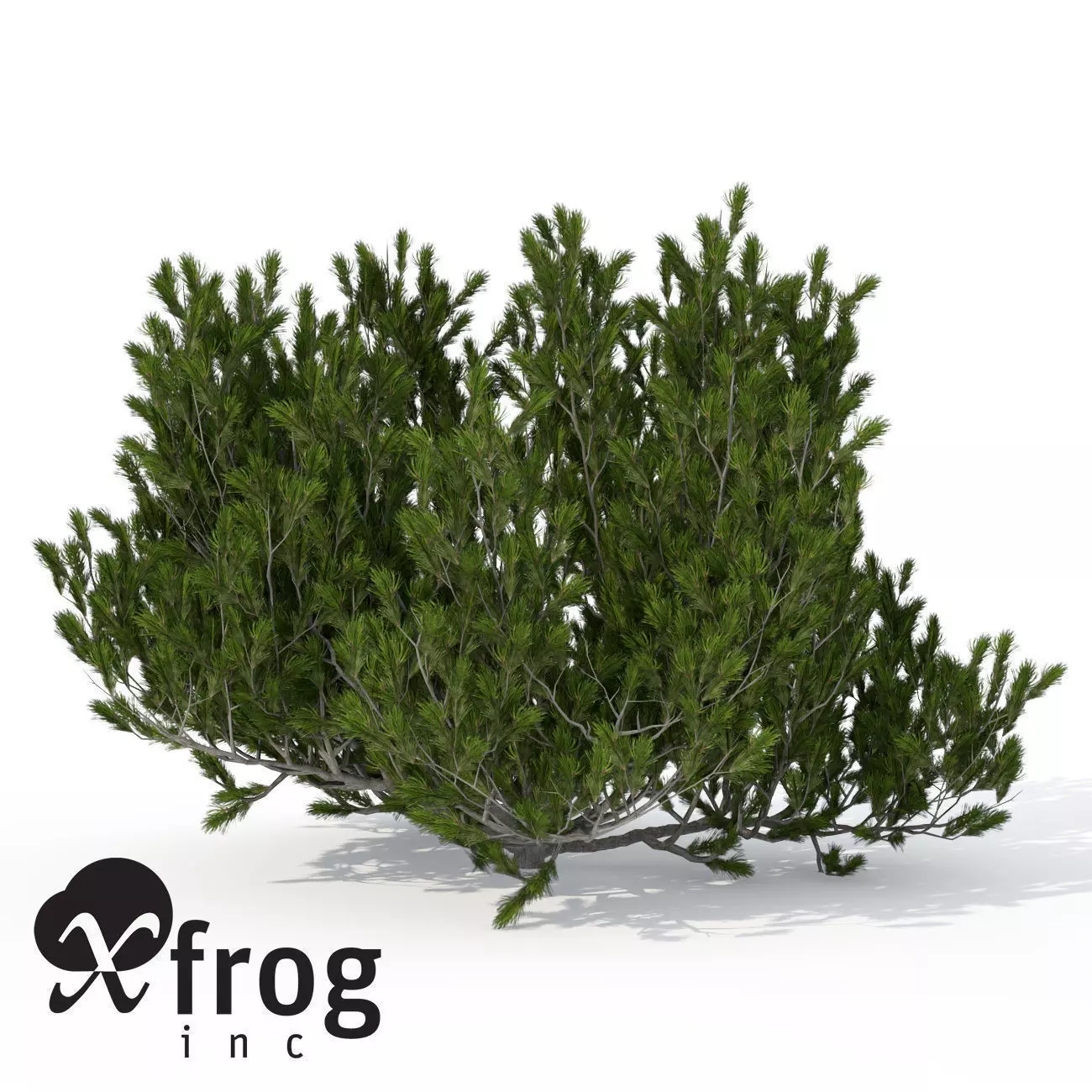 XfrogPlants Mugo Pine 3D model