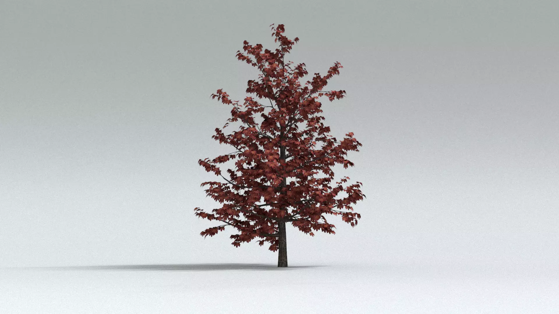 laos Liquidambar Sweetgum 3D model