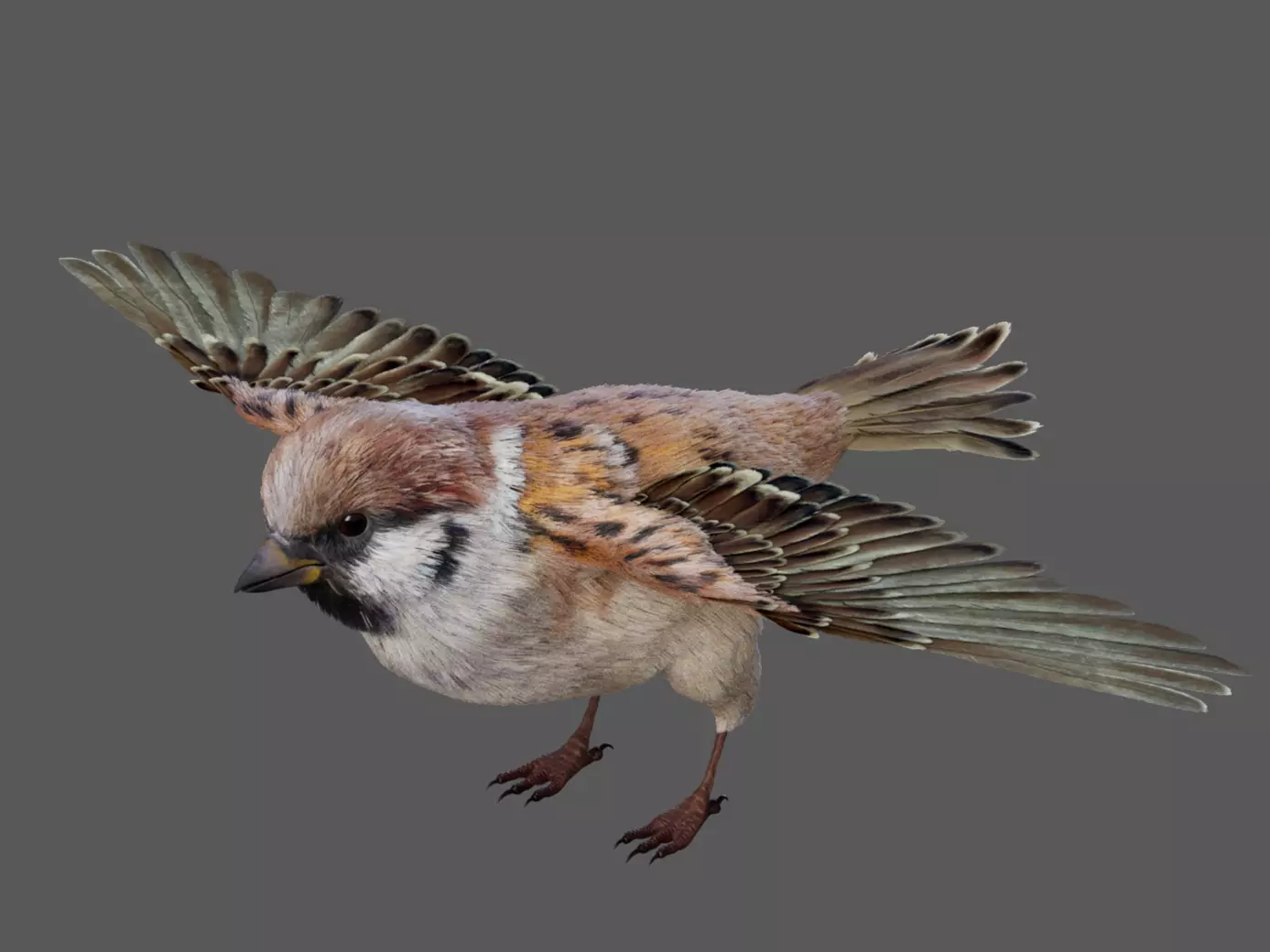 Sparrow Bird 3D model