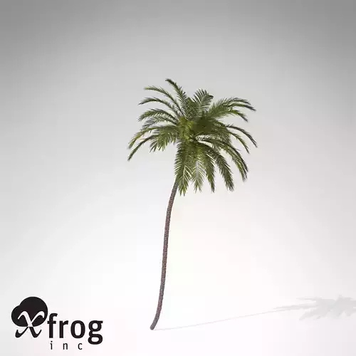 XfrogPlants Coconut palm 3D model