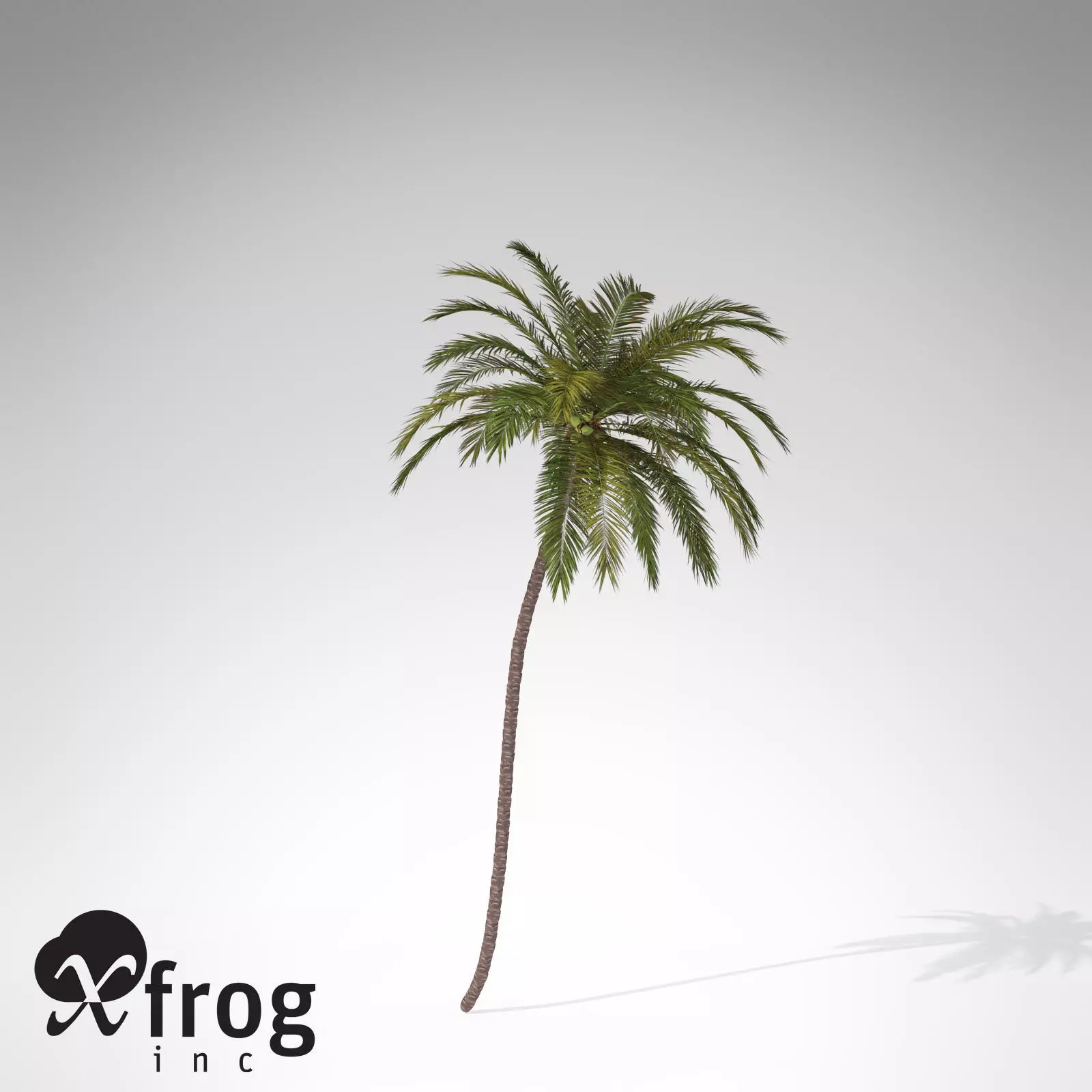XfrogPlants Coconut palm 3D model