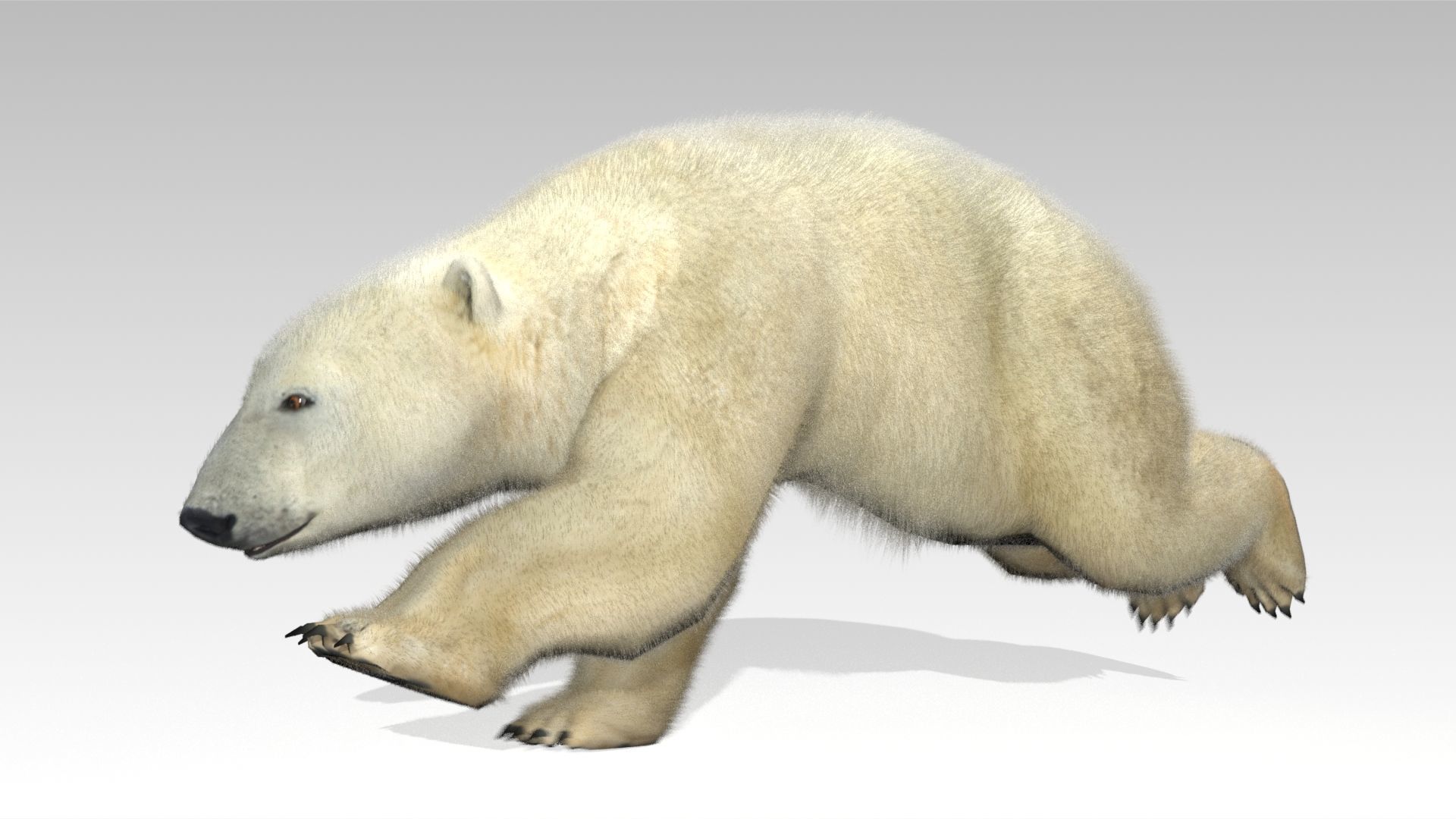 Polar Bear Animated Low-poly 3D model_8