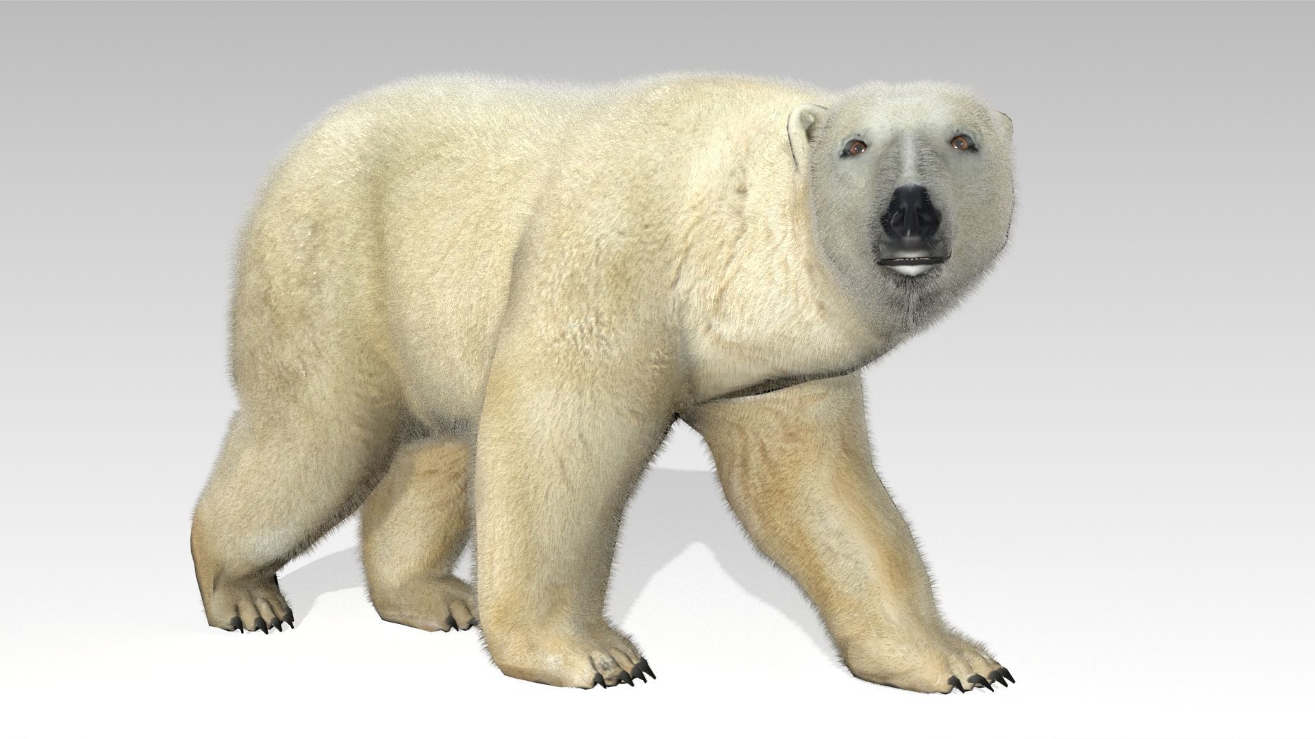 Polar Bear Animated Low-poly 3D model_9