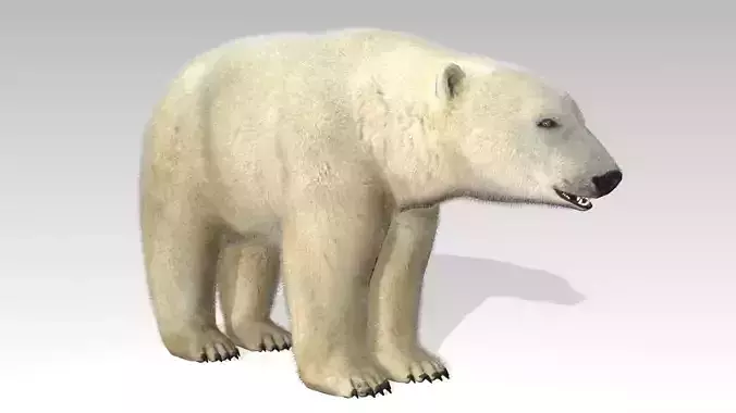 Polar Bear Animated