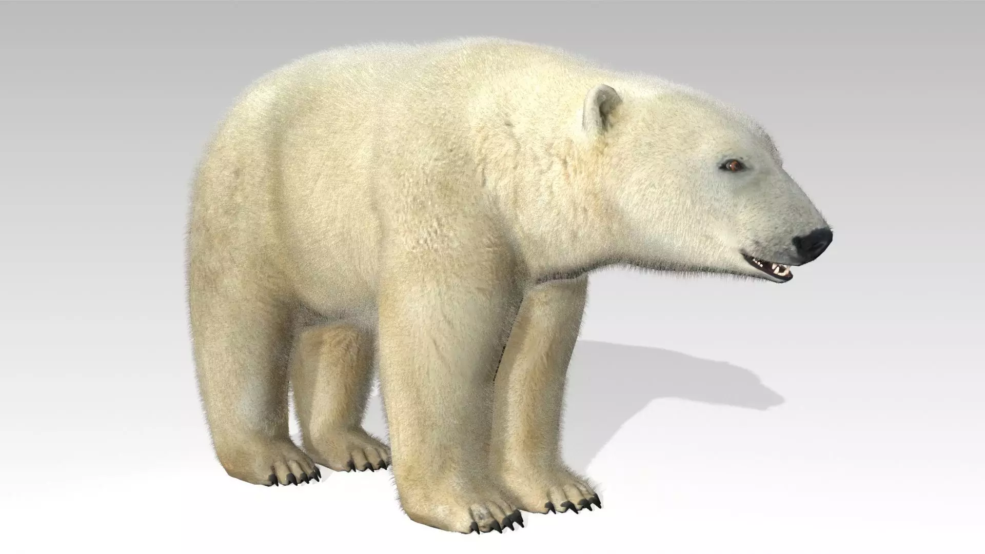 Polar Bear Animated Low-poly 3D model_0
