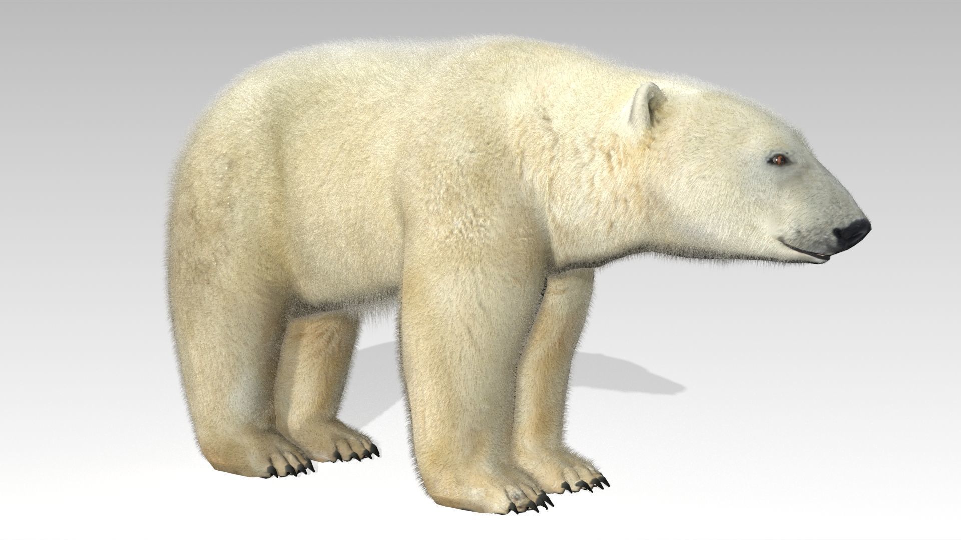 Polar Bear Animated Low-poly 3D model_6