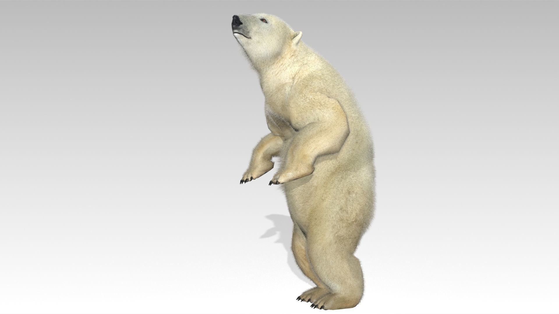 Polar Bear Animated Low-poly 3D model_4