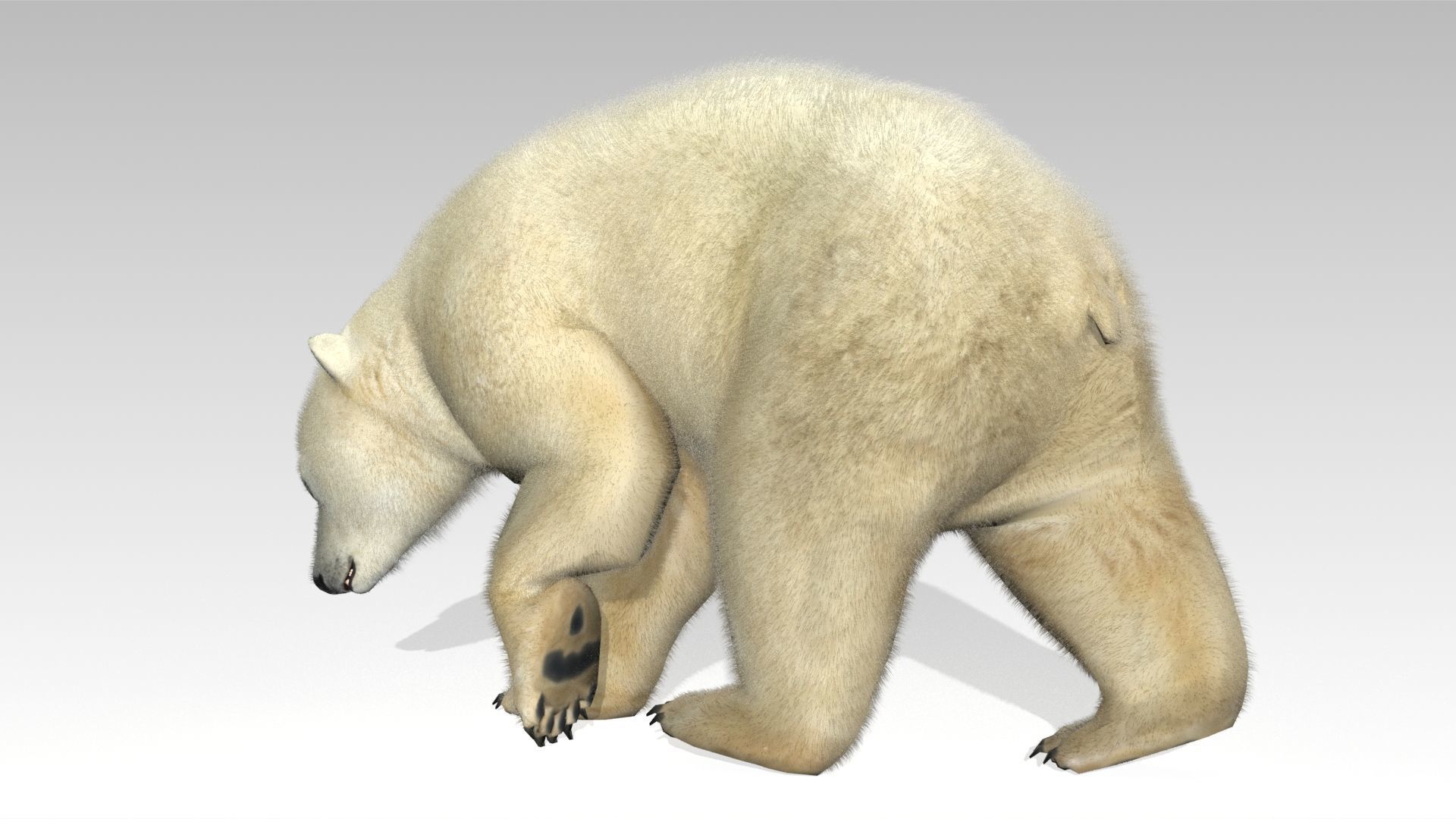 Polar Bear Animated Low-poly 3D model_7
