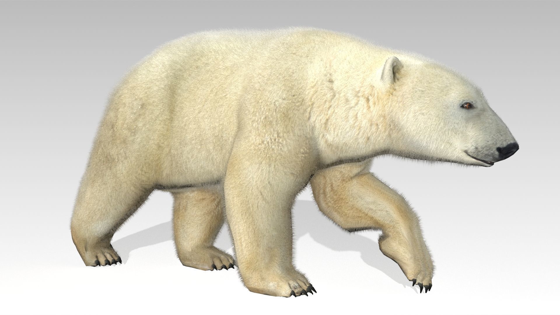 Polar Bear Animated Low-poly 3D model_5