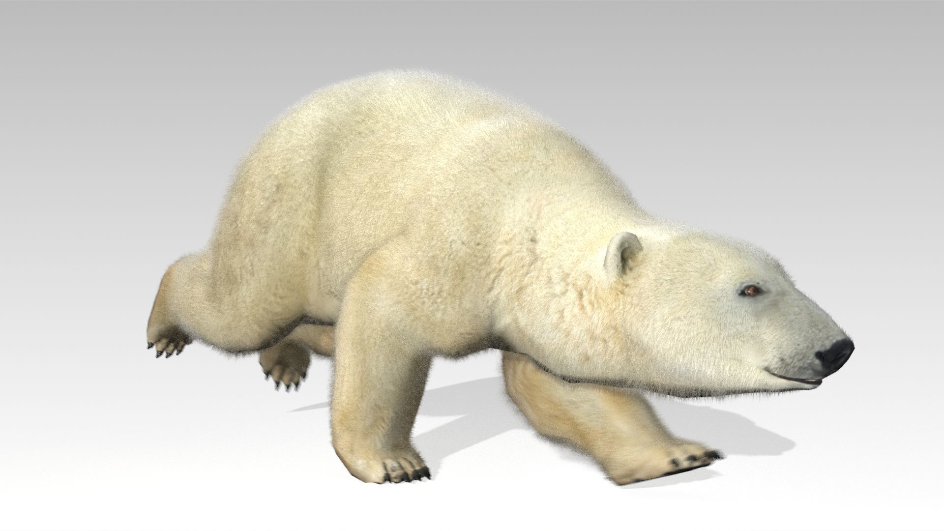 Polar Bear Animated Low-poly 3D model_10