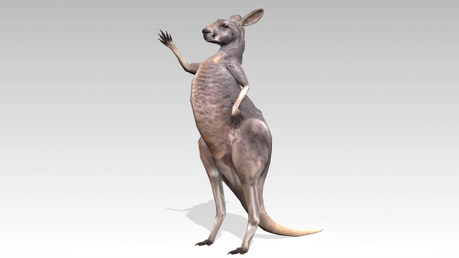 Kangaroo Animated Low-poly 3D model_5
