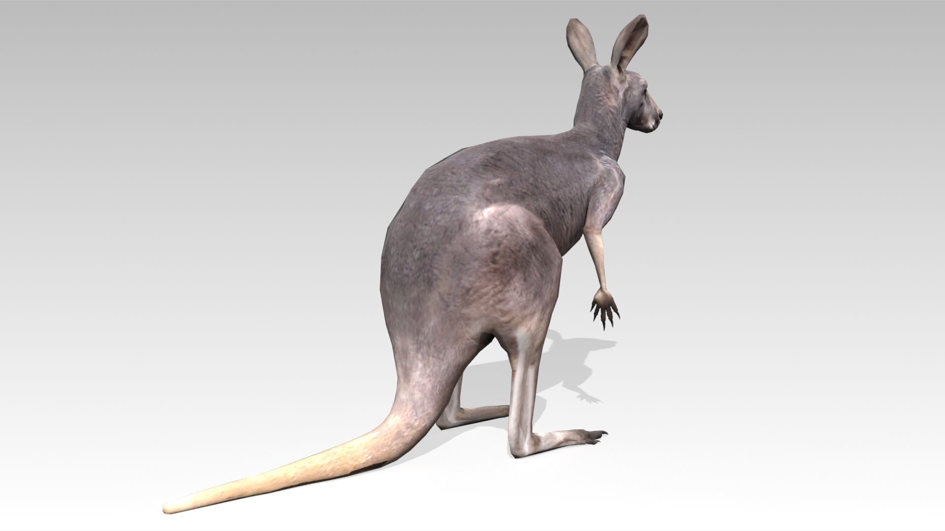 Kangaroo Animated Low-poly 3D model_4