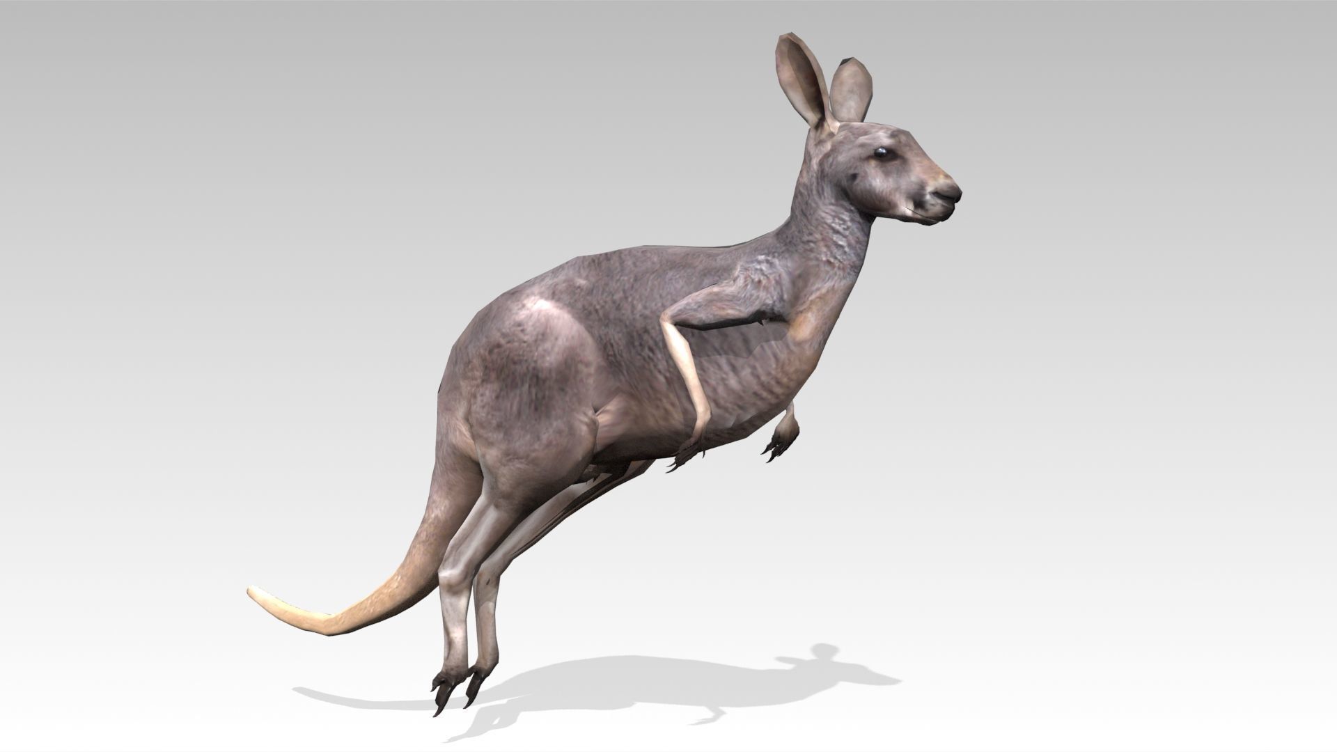 Kangaroo Animated Low-poly 3D model_2