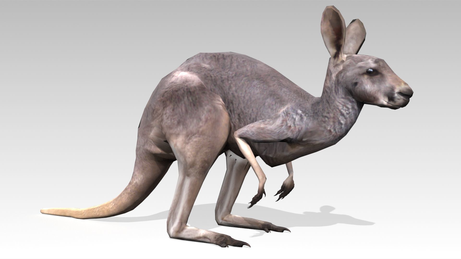 Kangaroo Animated Low-poly 3D model_3