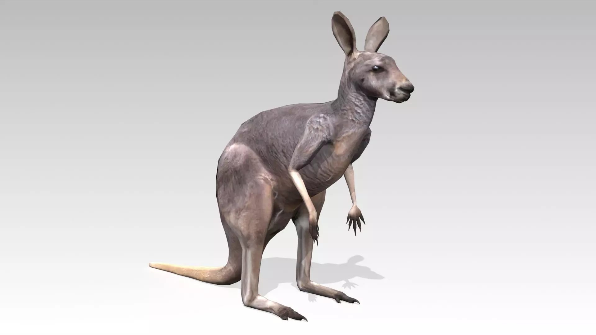 Kangaroo Animated Low-poly 3D model_0