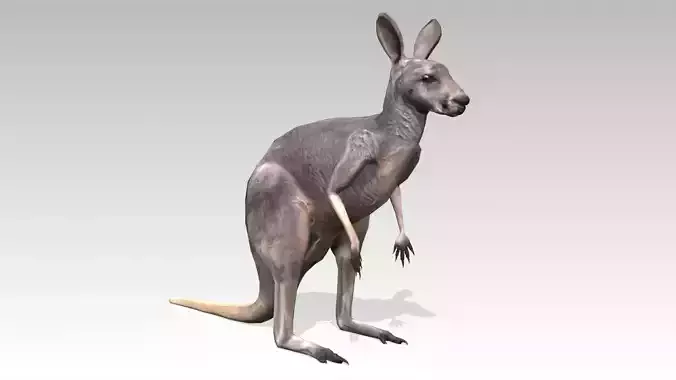 Kangaroo Animated Low-poly 3D model