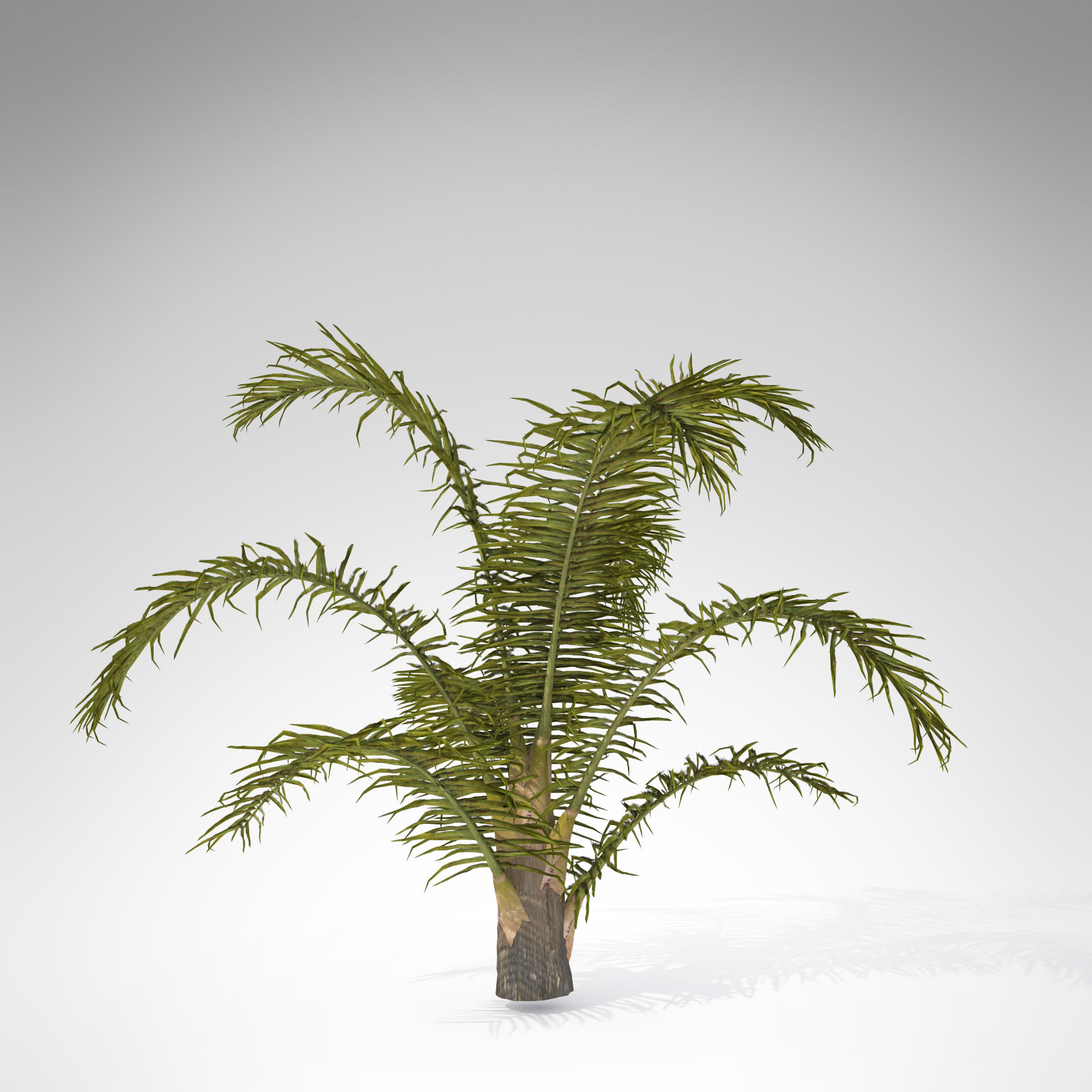 XfrogPlants Queen Palm 3D model_1