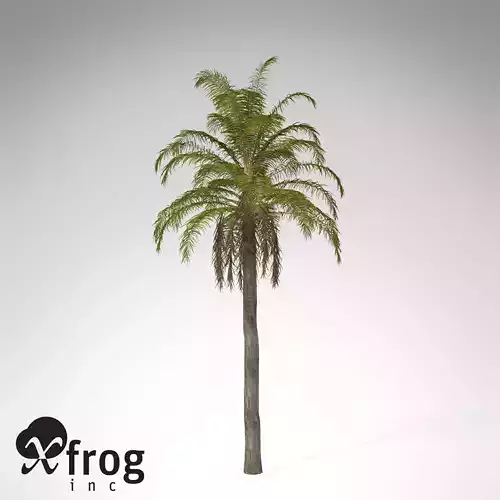 XfrogPlants Queen Palm