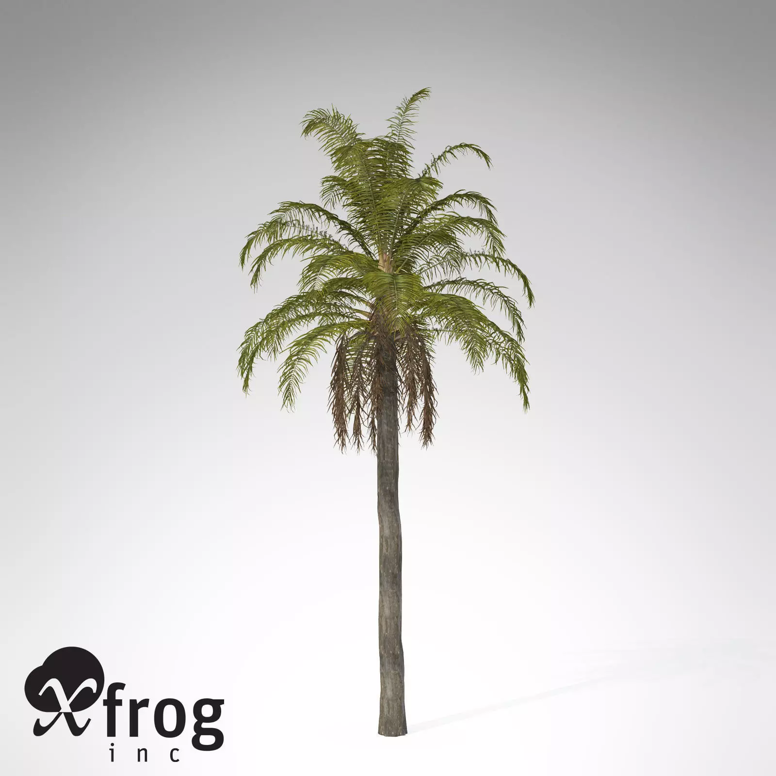 XfrogPlants Queen Palm 3D model_0