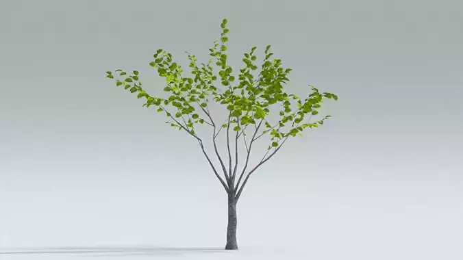 laos Fagus Sylvatica European Beech 3D model