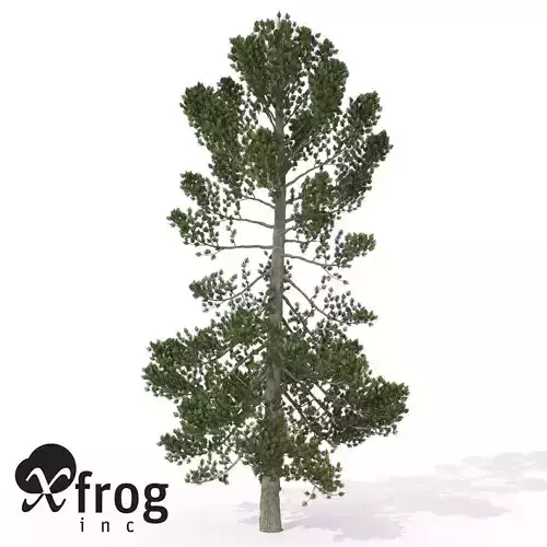 XfrogPlants Swiss Stone Pine