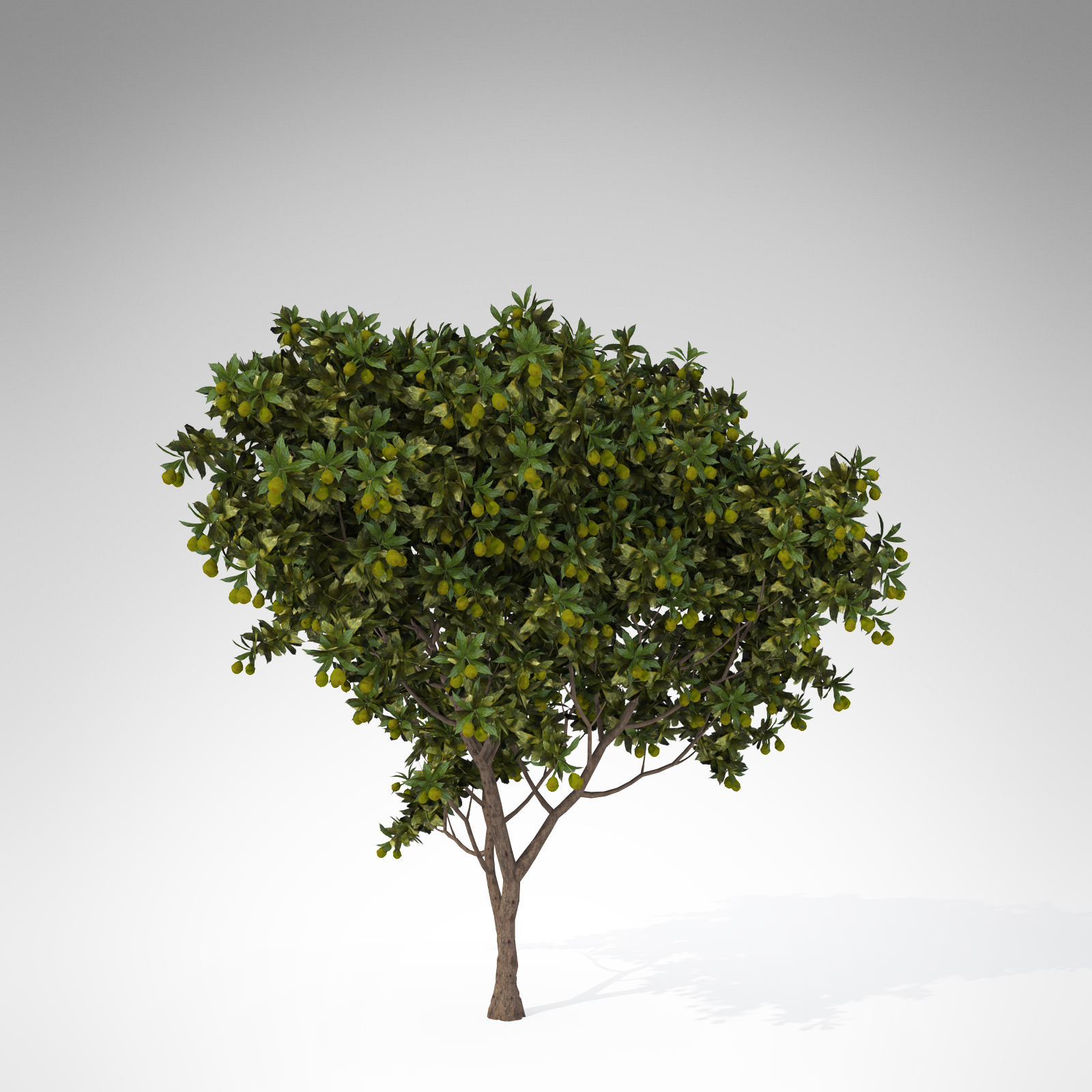 XfrogPlants Large Mango tree 3D model_1