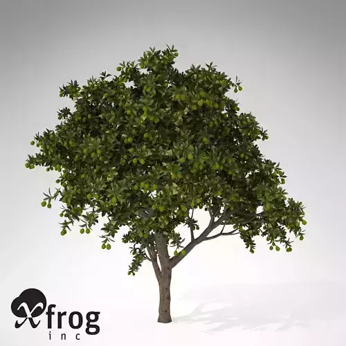XfrogPlants Large Mango tree 3D model