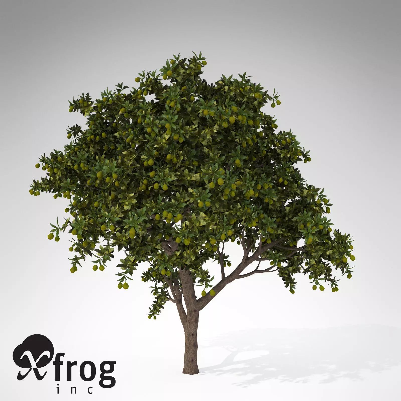 XfrogPlants Large Mango tree 3D model_0