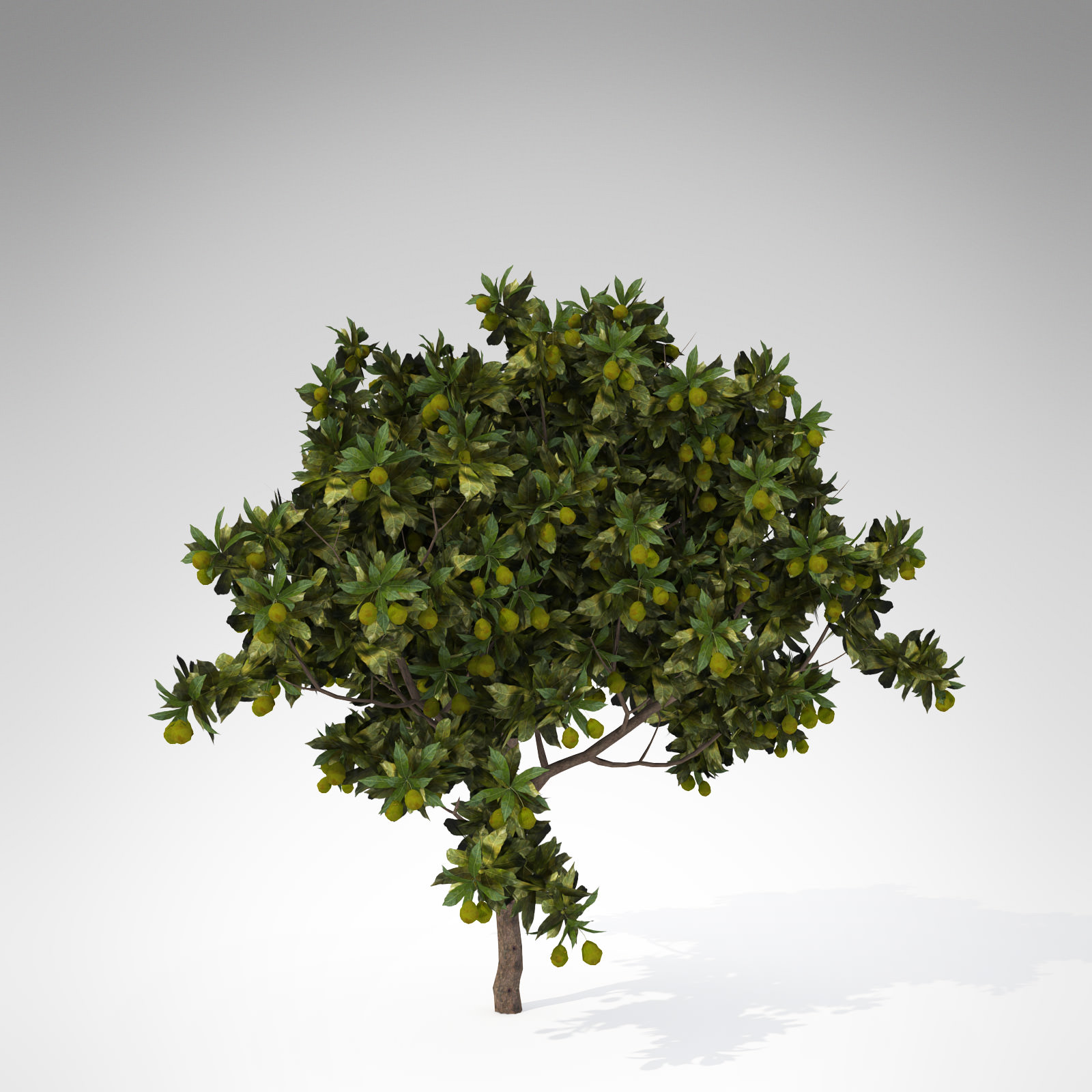 XfrogPlants Large Mango tree 3D model_2