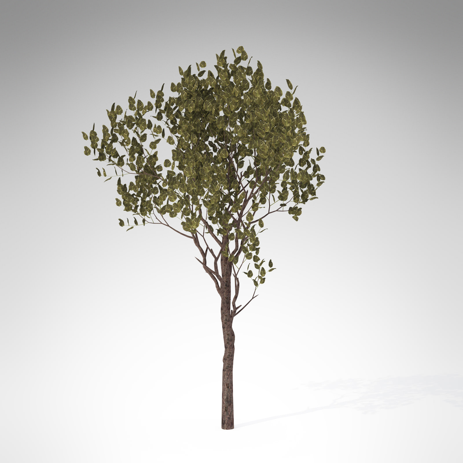 XfrogPlants Rubber tree 3D model_2