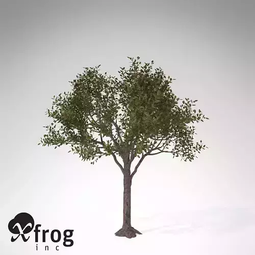 XfrogPlants Rubber tree