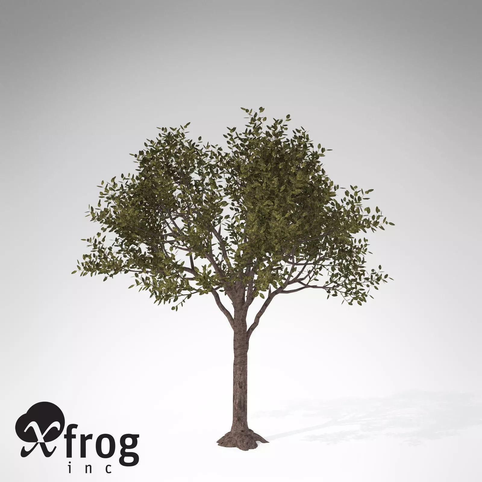XfrogPlants Rubber tree 3D model_0
