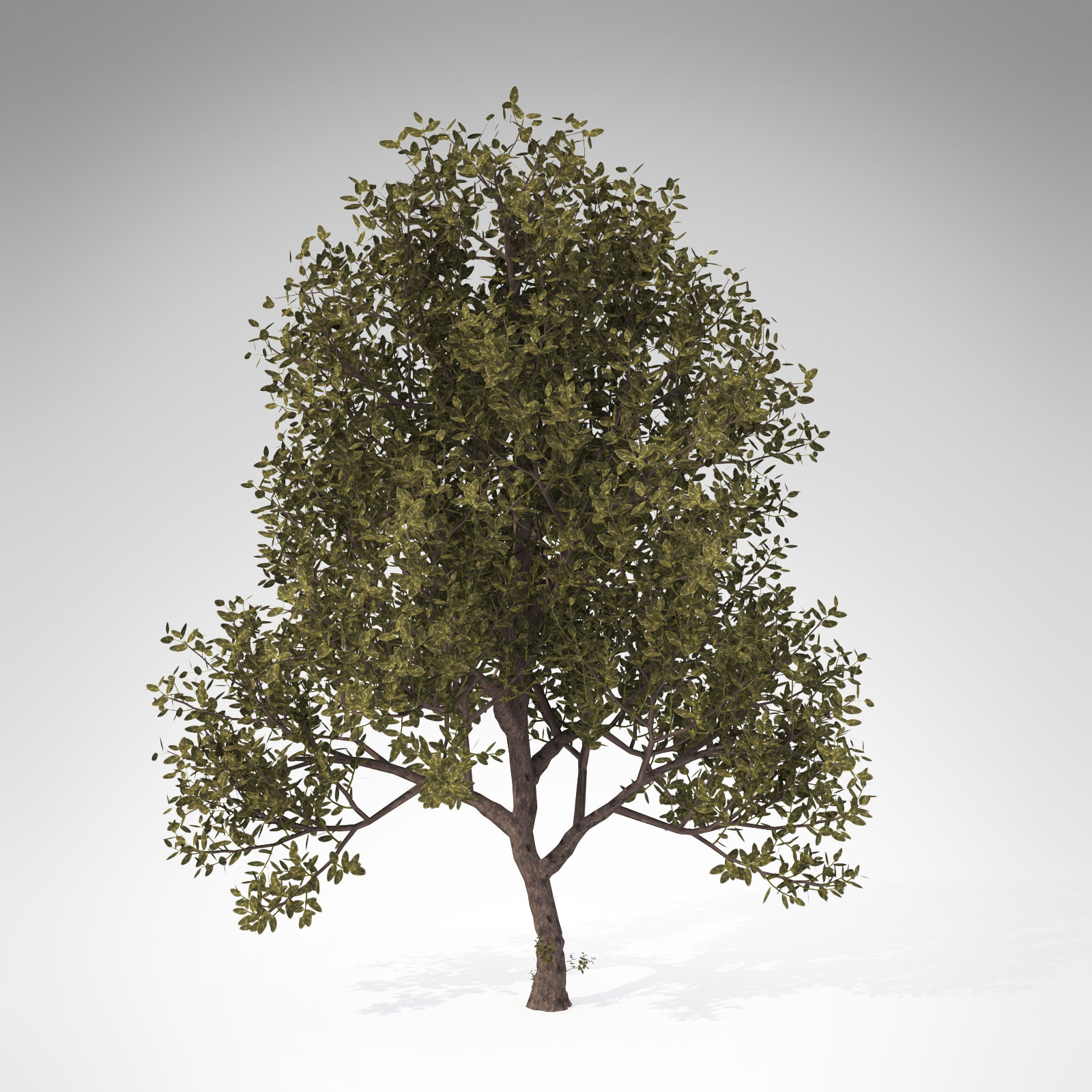 XfrogPlants Rubber tree 3D model_1