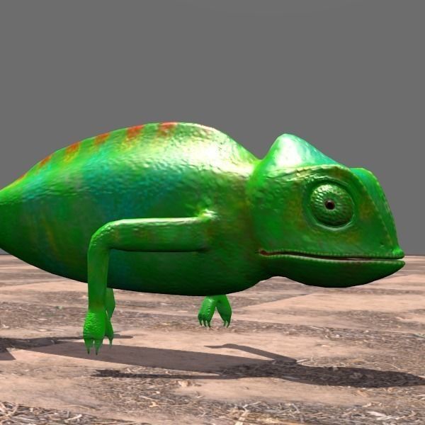 chameleon chameleon animal 3d model blender main 3D model_9