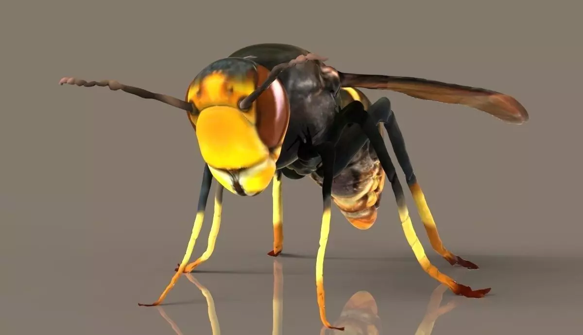 Vespa velutina 3D model_0