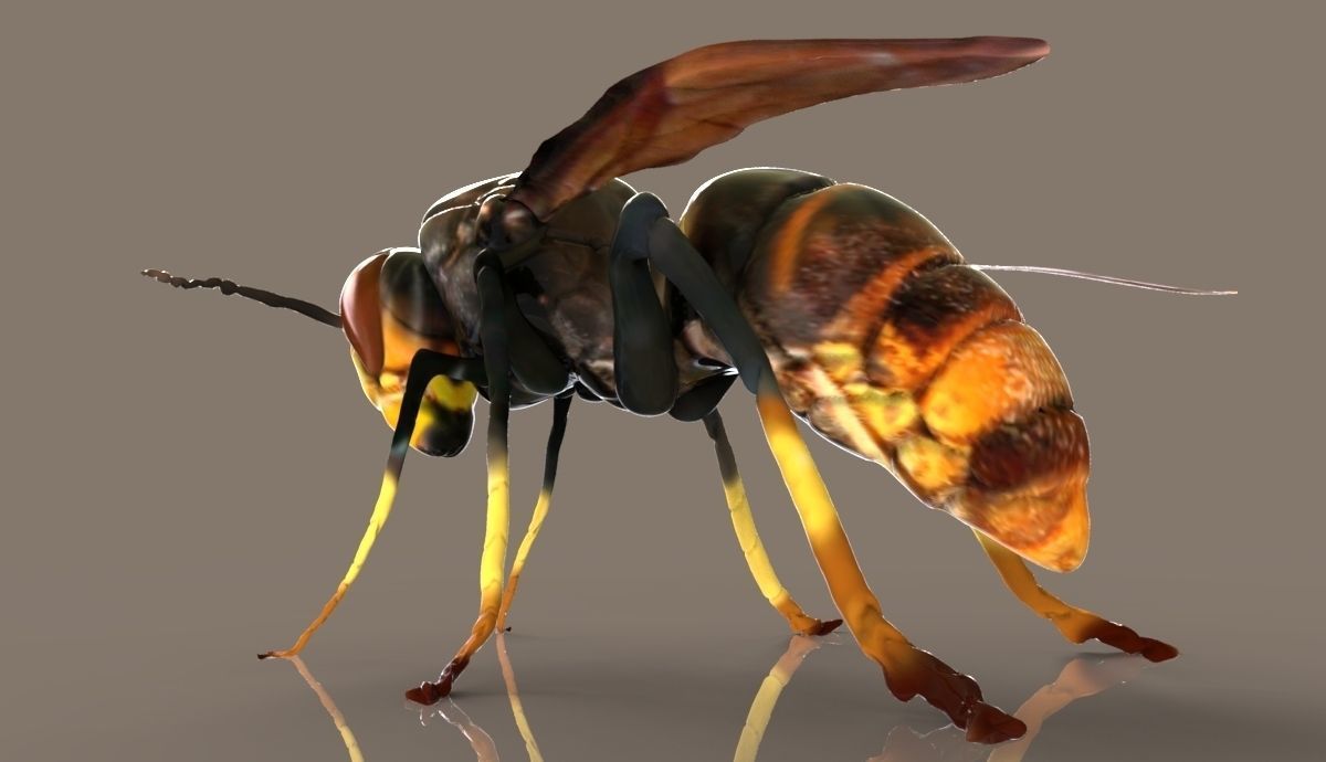 Vespa velutina 3D model_2