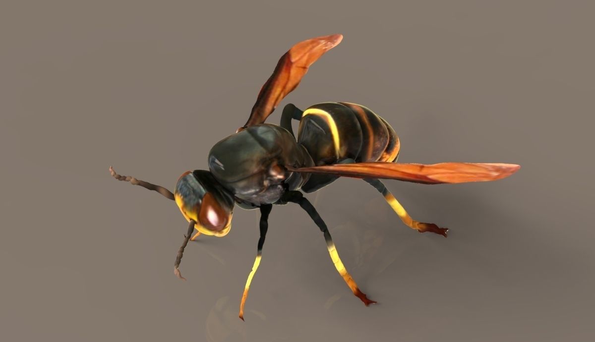 Vespa velutina 3D model_1