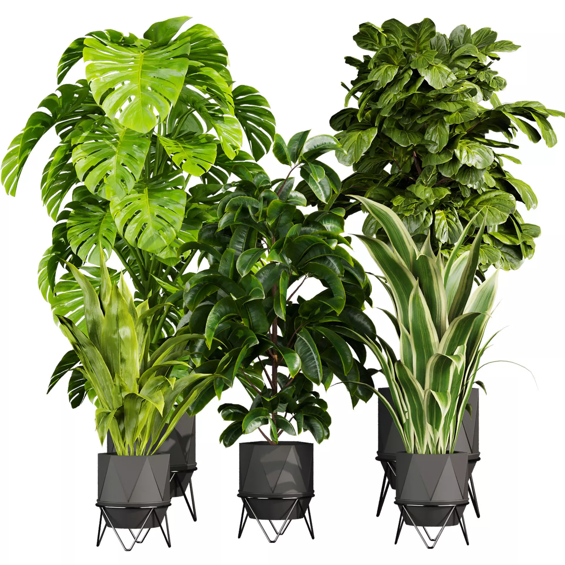 plant vol 785 - fiddle - banana - rubber - monstera 3D model