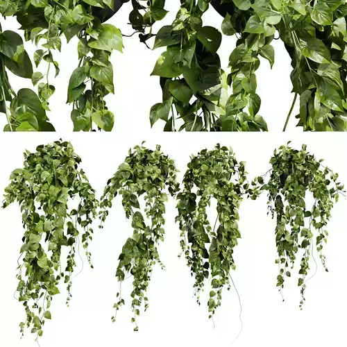 plant vol 786 - pothos devils ivy - hanging - ampelous 3D model