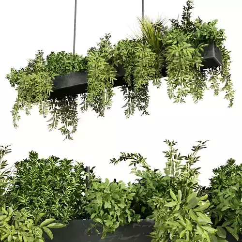 plant vol 787 - leaf - indoor - ampelous 3D model