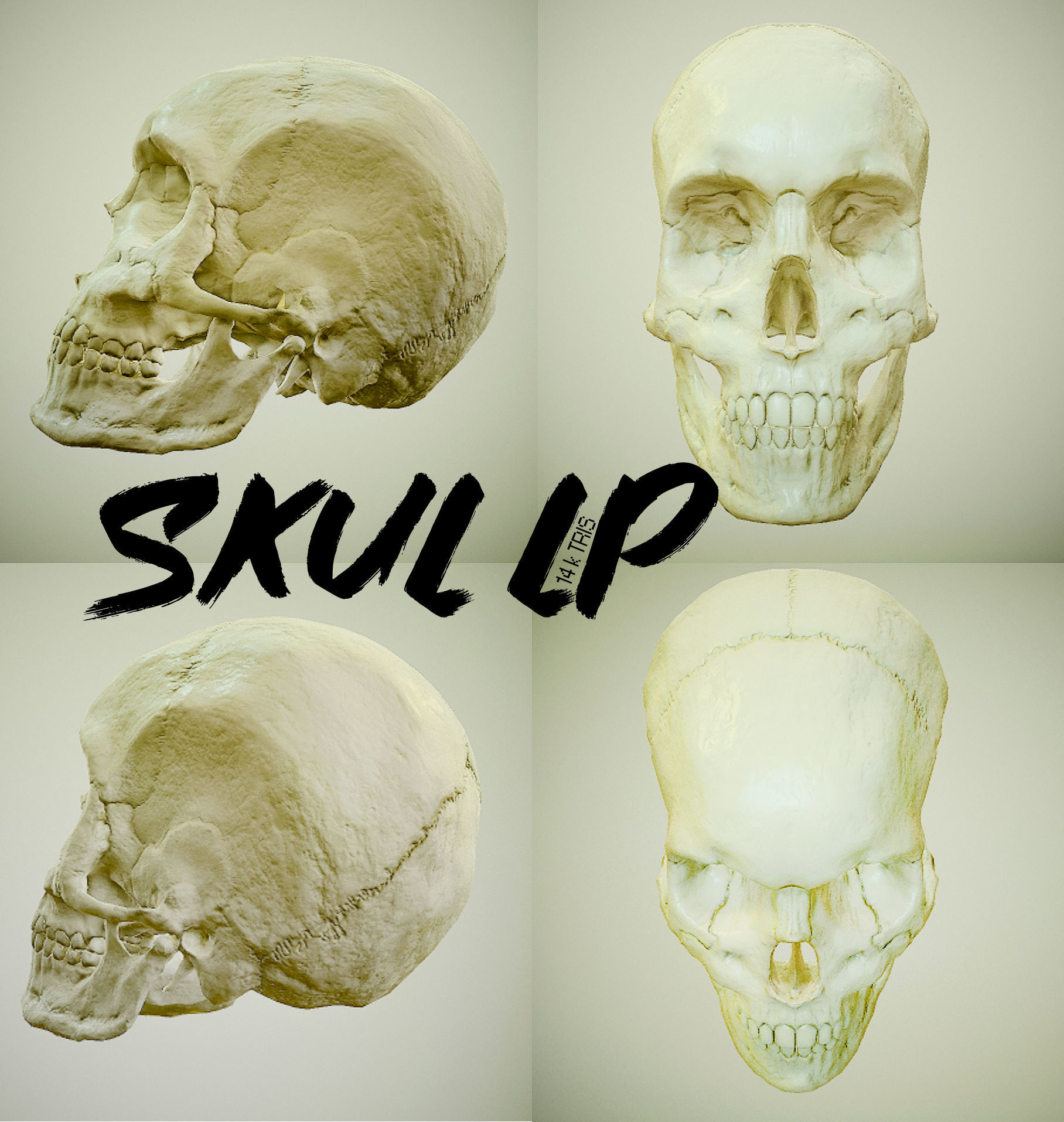  skull female human detailed Low-poly 3D model_4