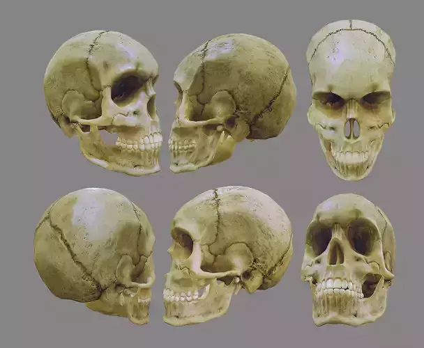  skull female human detailed Low-poly 3D model