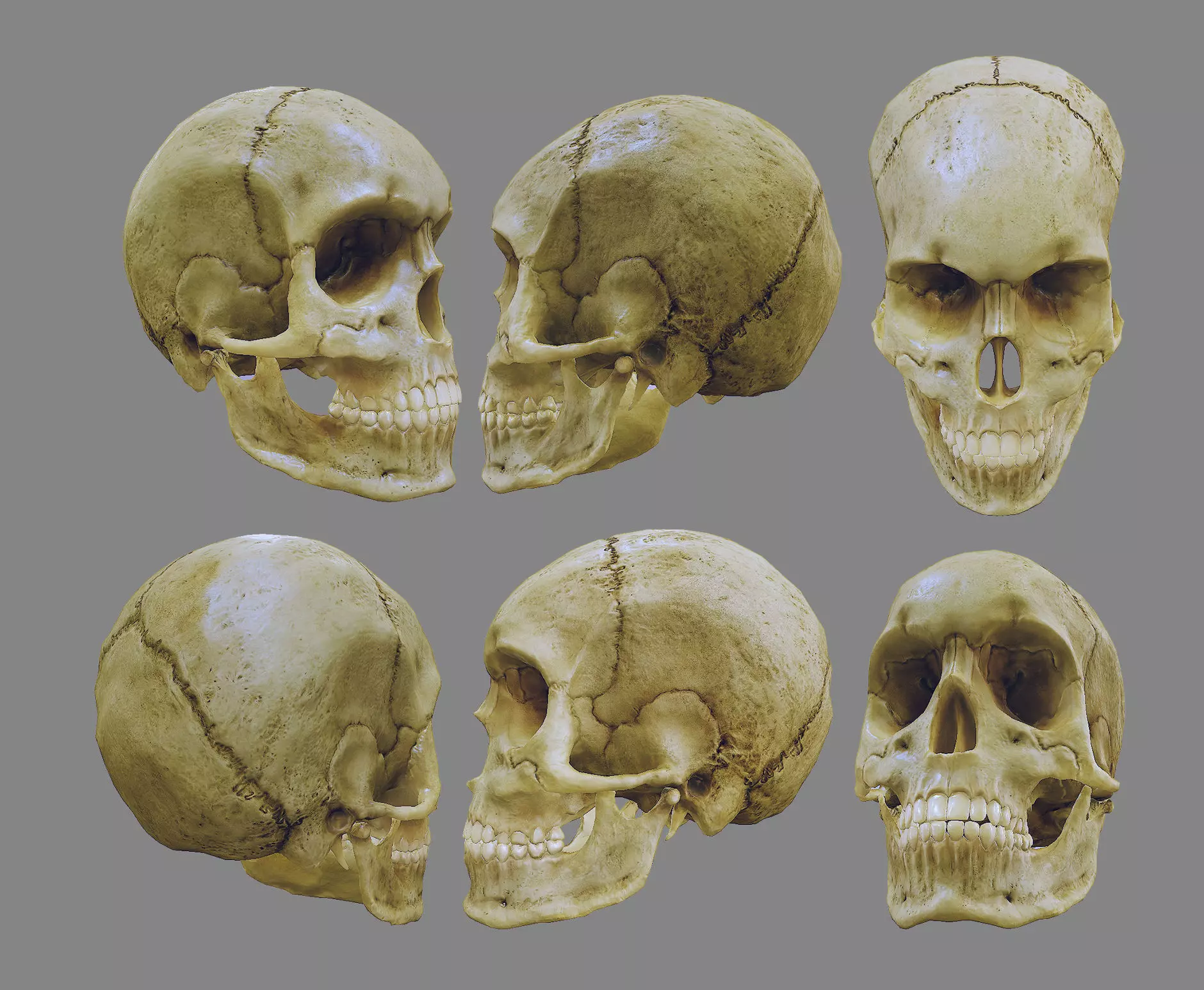  skull female human detailed Low-poly 3D model_0