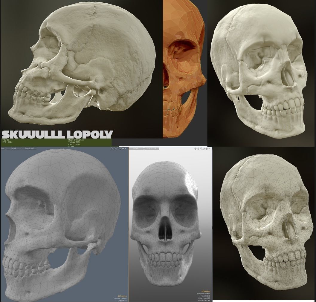  skull female human detailed Low-poly 3D model_2