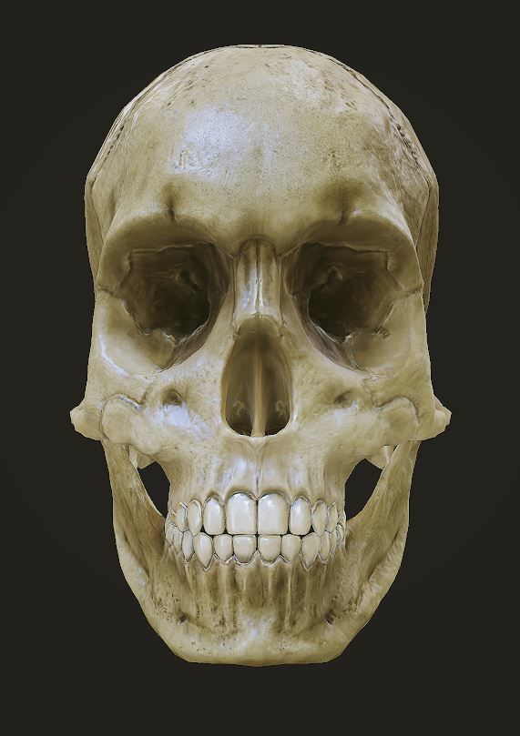  skull female human detailed Low-poly 3D model_7