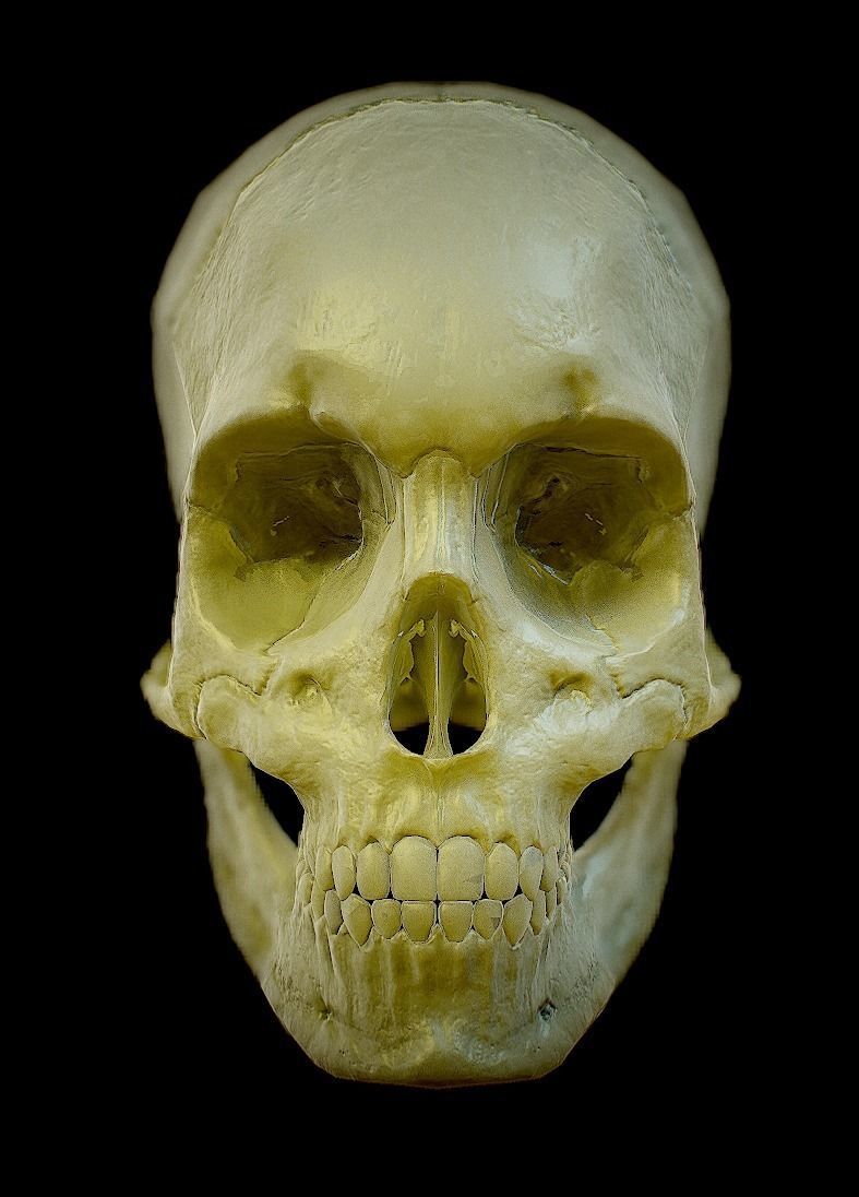  skull female human detailed Low-poly 3D model_5