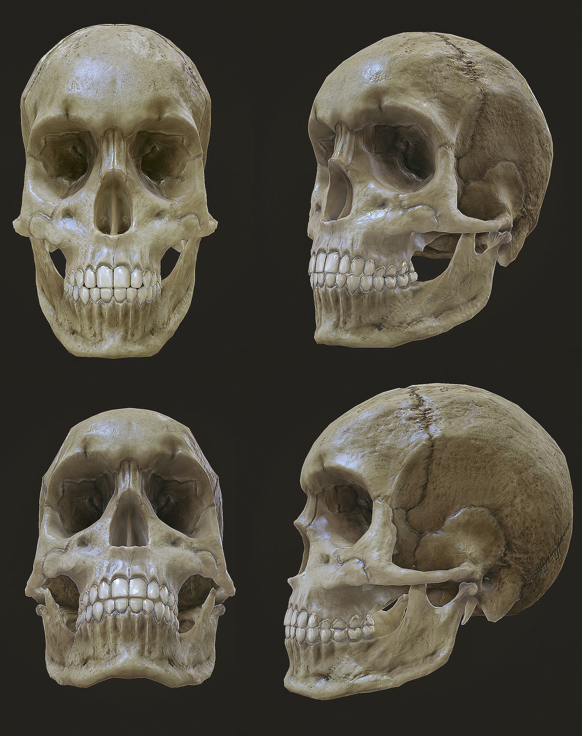  skull female human detailed Low-poly 3D model_3