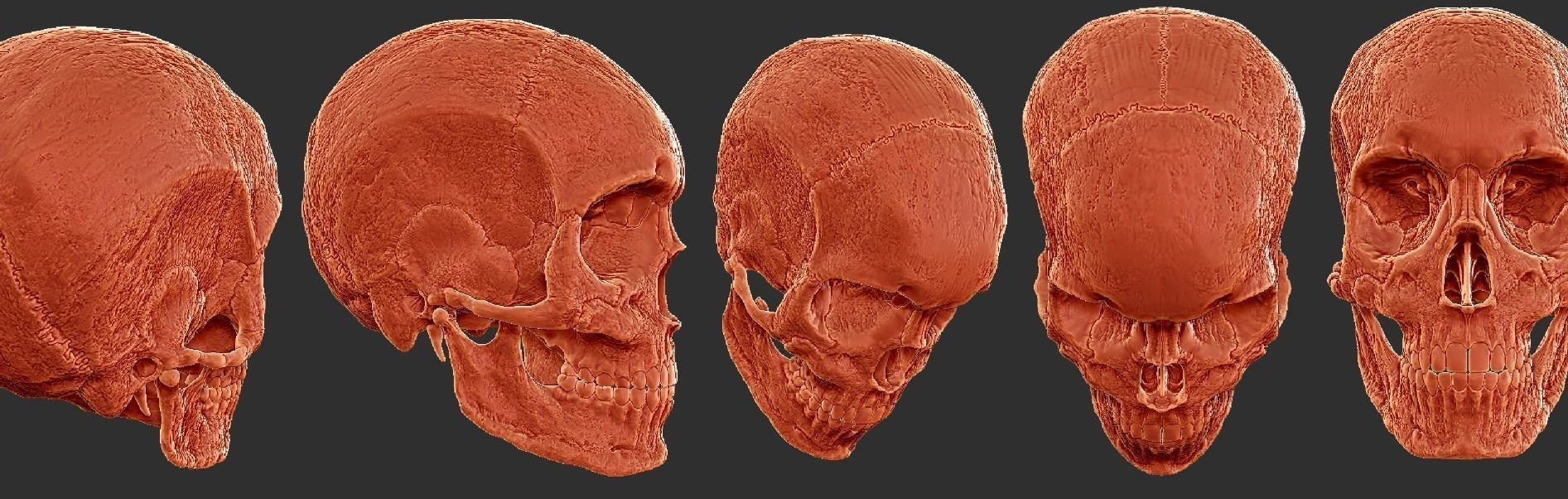  skull female human detailed Low-poly 3D model_1